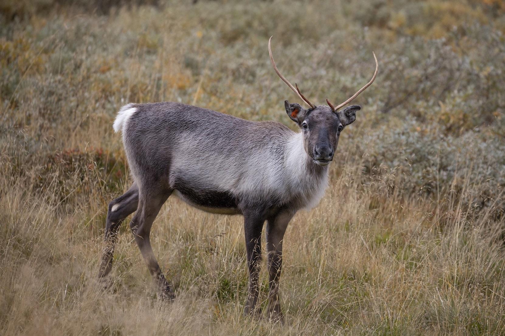 Guidet reinsdyrsafari (1/2 dag)