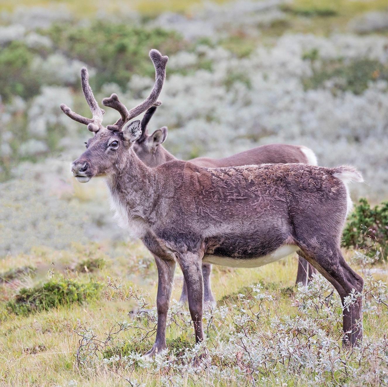 Guidet reinsdyrsafari (1/2 dag)