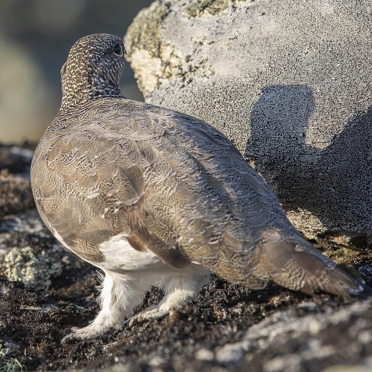 Guidet reinsdyrsafari (1/2 dag)