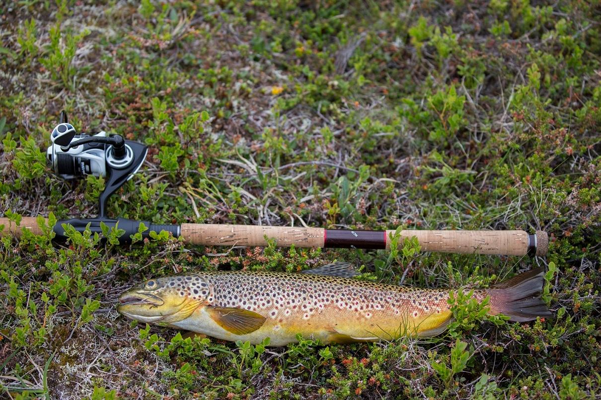 Guiding ørretfiske hel dag