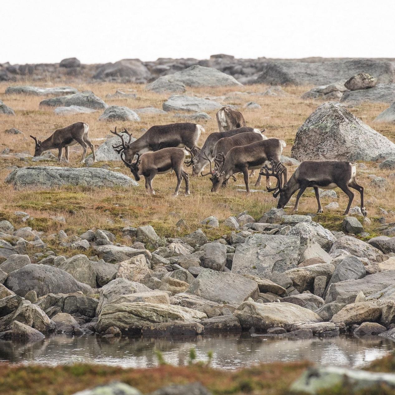 Guidet reinsdyrsafari (1/2 dag)